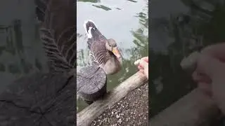 Ручные утки и гуси. Кормим голодающих. Мариуполь в ЕС. Германия - Аугсбург. 