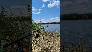 Риболовля на річці це кайф😍🔥 #рибалка #дністер #carp #короп #сазан #рибалка2024