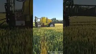 Лечим пшеницу от ржавчины
