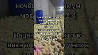 #мем #shorts