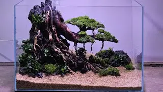 Setup bonsai aquarium