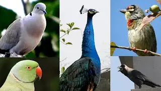 cuckoo - peacock - dove - rooster - parrot - crow bird crow sounds | Best kids entertaining video