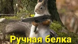 Лесная белка ест с руки.
