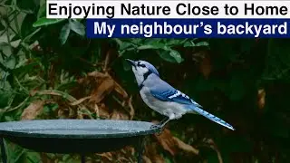 Enjoying Nature Close to Home