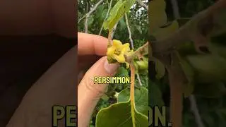 I bet you’ve never seen these flowers! 