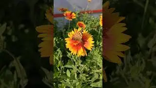 Первый урожай