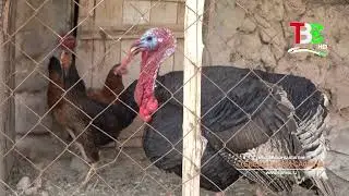 Чилдухтарон | Дар деҳа