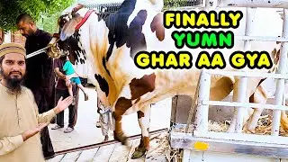 FINALLY YUMN UNLOADING from Al Hannan Cattle Farm to Home | Cattle Market Karachi
