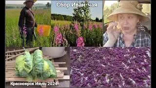 Сбор Иван-чая.
