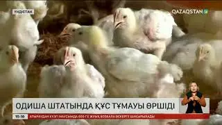 Үндістанда құс тұмауы өршіді