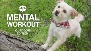 TREE TRUNK TREATS HUNT - DIY Mental Workout for Dogs | Outdoor edition