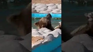 Bear in Saudia Arabia Park