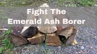Fight the Emerald Ash Borer