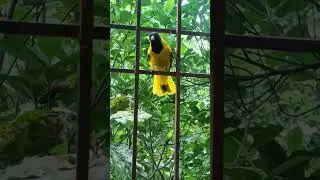 #bird #birdsounds #birdphotography #lakshmi_rani #ytviral #nature #naturesounds #birding #natural