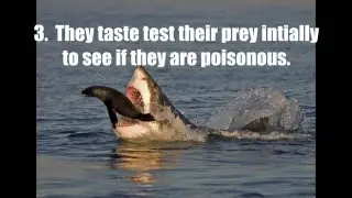 5 Facts About Sharks