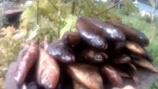 Коптим  окушков  и  ельчиков из  Таёжной  речки .