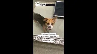 Our Underdogs are not so different after all #animals #rescue #animallovers