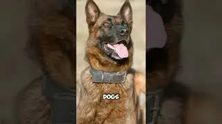 Top 5 Fastest Dog Breeds in the World #shorts #doglover #dog #fastdog #doglife