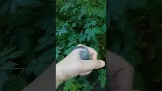 Маленькая соня интересуется человеком.