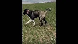 🐕 köpek 🌹