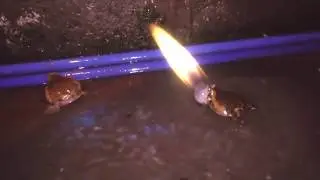 Frog Agni Kai