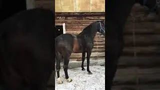 Той Жеребец