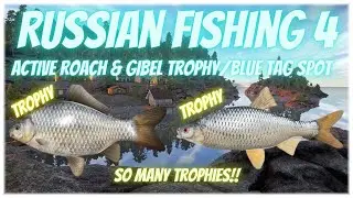 Russian Fishing 4 Trophy & Blue Tag Common Roach / Gibel Carp Active Spot