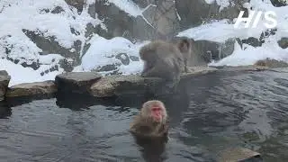 Snow Monkey 1 Day Tour with Beef Sukiyaki Lunch from Tokyo (Horizontal display FHD)