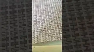 раскрасить шоколад