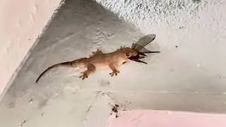 Lizard hunting animal unliveable chhipakli power