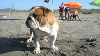 Bulldog goes to the beach