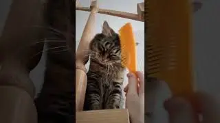 Это мой кот Коксик