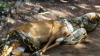 Facts About Python Snake: Ball Pythons Are The Most Popular Pet Snake