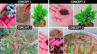 How To Grow Juniper Tree From Seed | Juniper Forest | Growing Juniper Berry