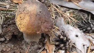 ЖАРЕНЫЕ  ГРИБЫ С ЛУКОМ. Рецепт жареных белых грибов.