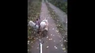 трень 20 км
