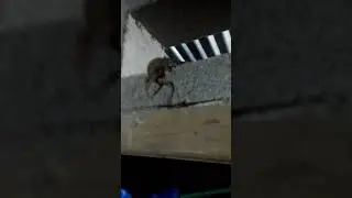 viral .ketahuan mesum .