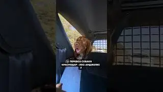 Как мы перевезли собаку в Лос-Анджелес🇺🇸  