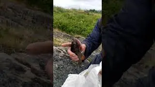 Рыба Белого Моря/ Рабочеостровск/ Карелия