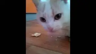 Белый Котик Пробует яблоко/Кот съел яблоко