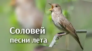 Песня соловья. Песни лета.