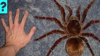 A maior aranha do mundo
