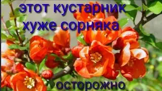 Этот кустарник хуже сорняка.