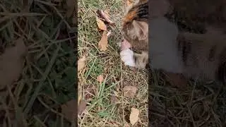 Кормим зверя после копа ✌️ 