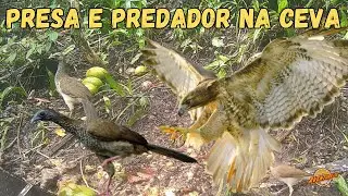 ENCONTRO DE PRESA E PREDADOR