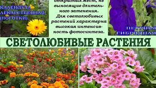 Зеленая планета  Экологические группы растений  Свет. Васина Ю.С.