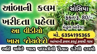 સોસિયા (સૌરાષ્ટ્ર) ની પ્રખ્યાત કેસર આંબાની કલમ ||ફકત રૂ.80/- || #agriculture #nursery#support#fruit