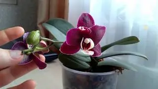 КАОДА первое цветение. Мои ошибки после получения Азиатов