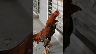 aseel pair | Roaster | Murga Murgi #aseel #roaster #shorts