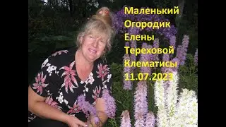 Маленький Огородик Елены Тереховой -    Клематисы 11.07.2023